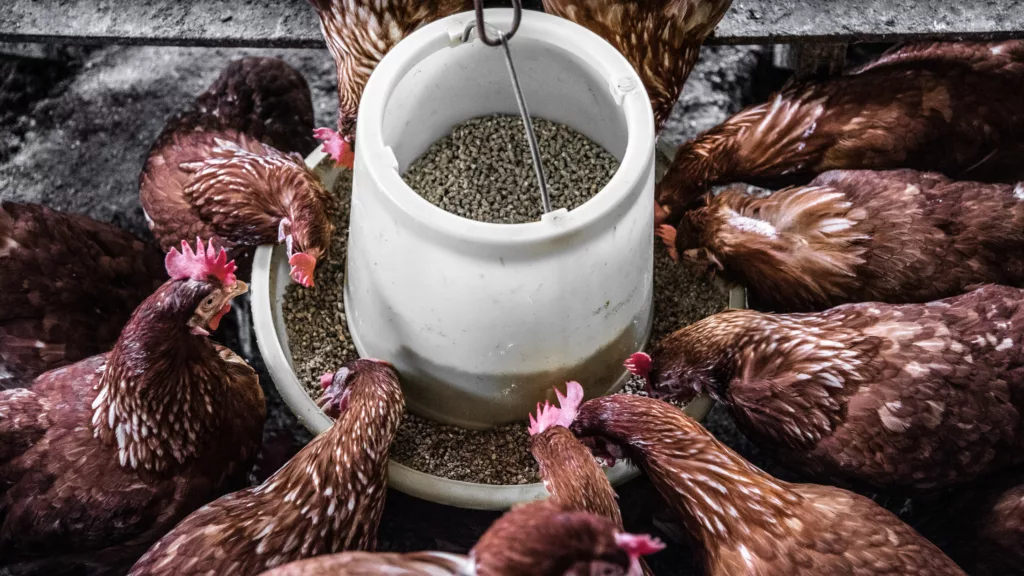 Why consider Banana peels in a chickens diet?