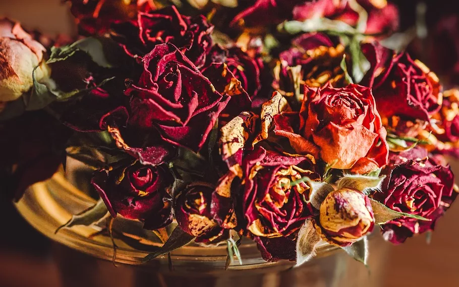 Dry Rose Petals at Home