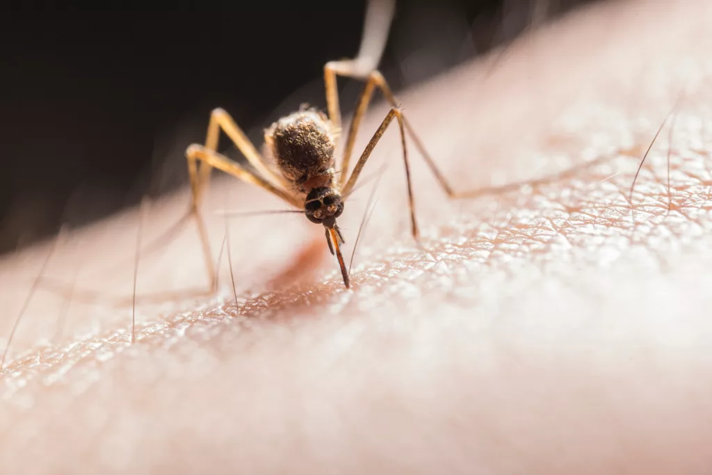 Effectiveness in Mosquito Control