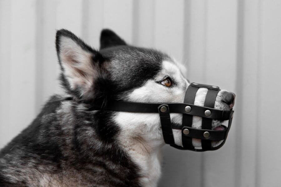 alternative to dog cone
