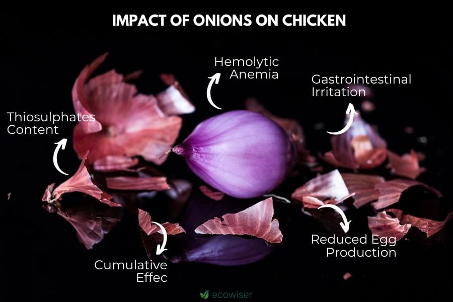 Why Are Onions Bad for Chickens?