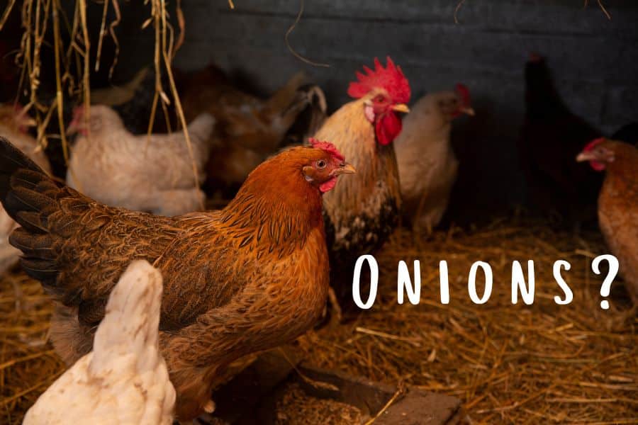 Can Chickens Eat Onions? 5 Best Backyard  Chicken-Keeping Tips