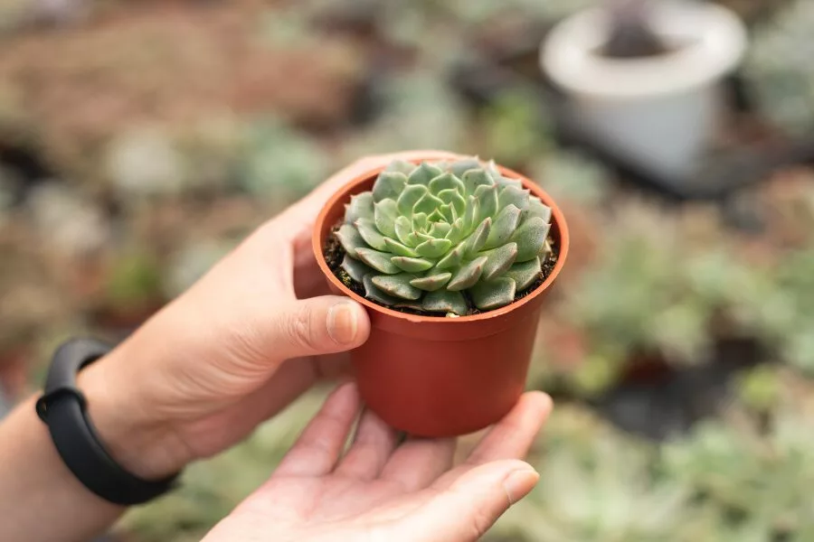 Rotate the Plants Regularly