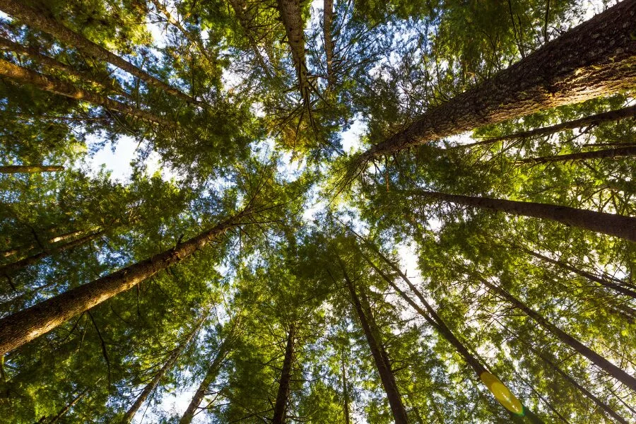 Ecological Importance of Hemlock Trees