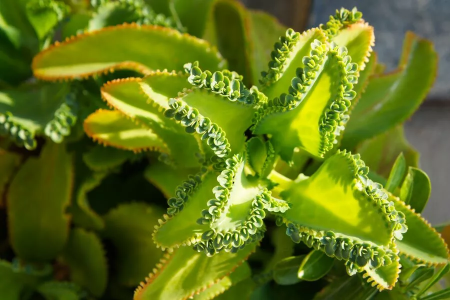 Kalanchoe Laetivirens