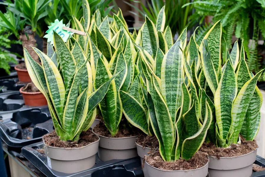 Dracaena Trifasciata