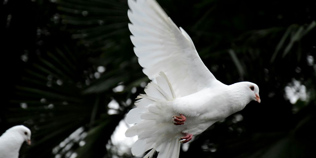 Is Dove Cruelty Free? Unpacking the Brand’s Commitment to Ethical Beauty in 2025